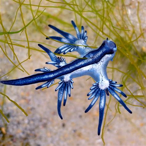 blue glaucus