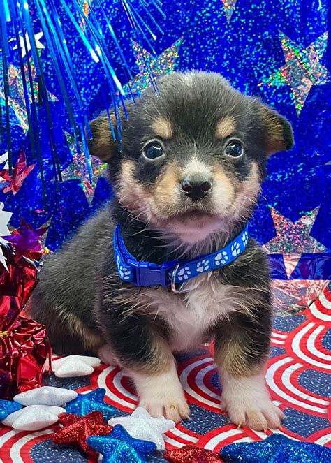 Pembroke Welsh Corgi Puppies For Sale In Maryland