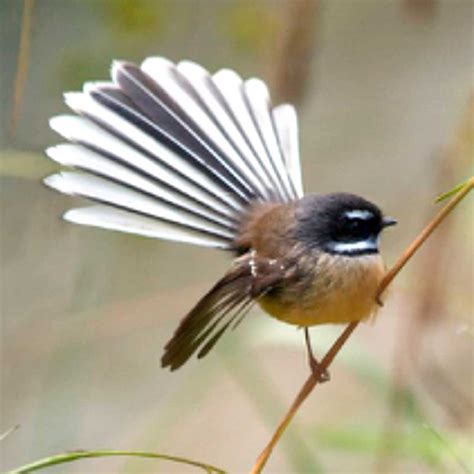 nz fantail preston park