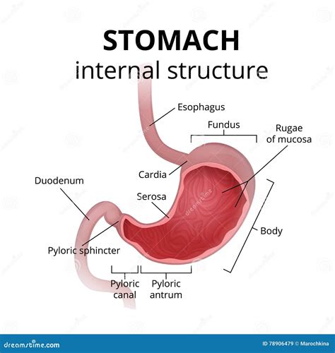 Parts Of A Stomach Diagram Stomach Anatomy Or Digestive Orga