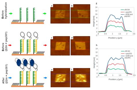 Ijms Free Full Text Computational Evolution Of Beta 2 Microglobulin