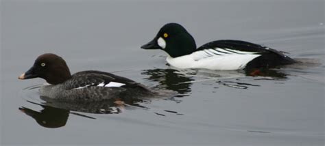 Diving Bird Black And White Plumage Memugaa