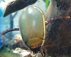 cybister limbatus