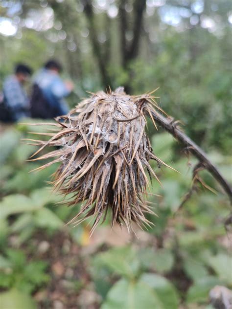 Plume Thistles from Ixcateopan de Cuauhtémoc Gro México on August 26