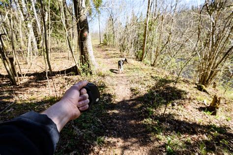 Human Hand Holding Leash Of A Dog Stock Image Image Of Canine Cute