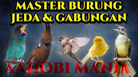 MASTER BURUNG JEDA DAN GABUNGAN Tengkek Buto Cililin Gereja Tarung