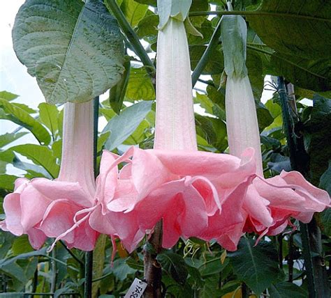 ДЕКОРАТИВНЫЕ КУЛЬТУРЫ И ХВОЙНЫЕ РАСТЕНИЯ: Brugmansia-Бругмансия розовая ...