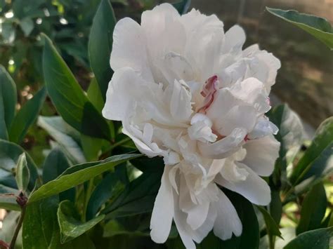 Кремовый пион | Flowers, Plants, Rose