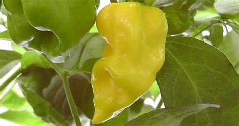 Growing Tasting And Using Chillies Taste Report Habanero Hot Lemon