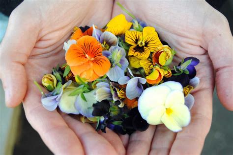 Edible Flowers The Gypsy Chef