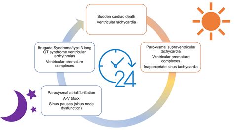 Circadian Rhythms Cardiac Arrhythmias And Sudden Death