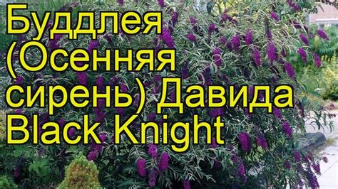 Буддлея давида Блэк Найт (Black Knight). Краткий обзор, описание ...