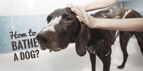 bathe  dog     time
