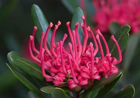 44 Best Images About Tasmanian Native Flora On Pinterest Botanical