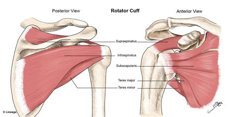 Quest Fitness The Rotator Cuff A Guide