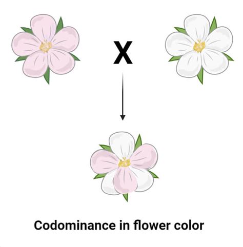 Codominance- Definition, Examples in Animals, Humans, Plants