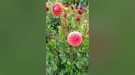 Георгіни - YouTube