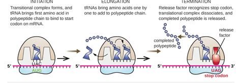 Explain Initiation Elongation Termination Of A Polypeptide Chain