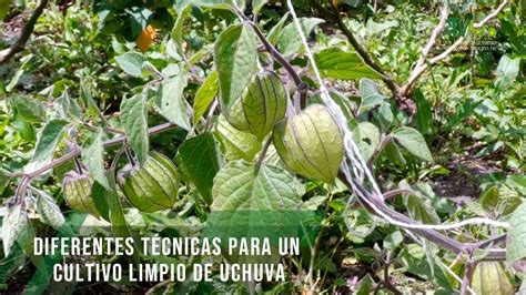 Diferentes T Cnicas Para Un Cultivo Limpio De Uchuva Tvagro Por Juan