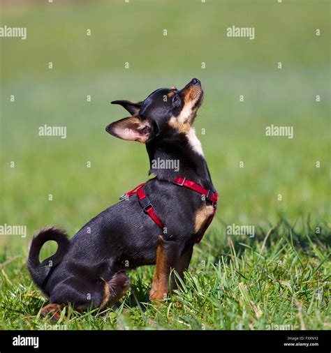 Sitting Dog Stock Photo Alamy