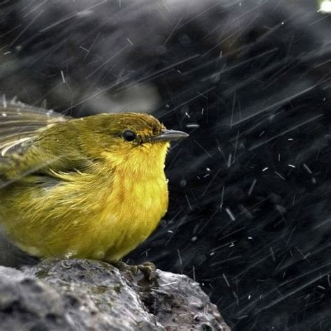 how long does it take for baby birds to fly