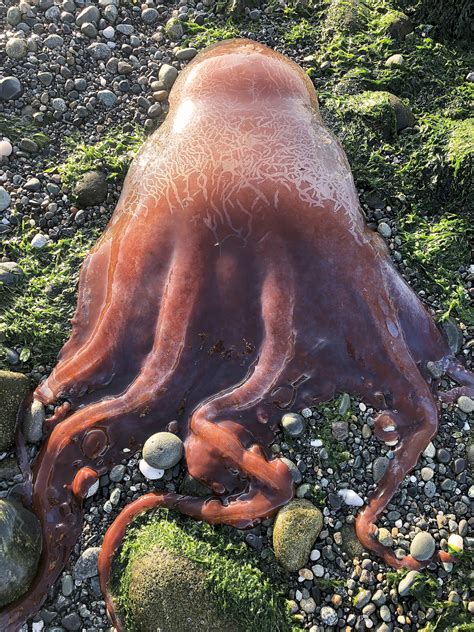 Possible rare ‘seven-armed octopus’ found on Whidbey beach | Kent Reporter