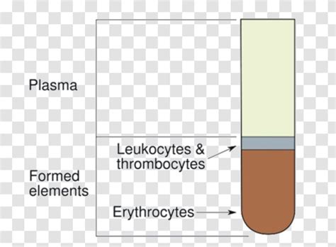 Hematocrit Packed Red Blood Cells Anemia Transparent Png