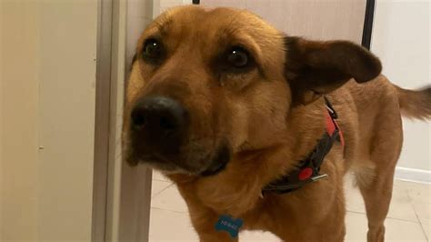 Грустная собака отказывалась смотреть на людей, но вдруг она услышала ...