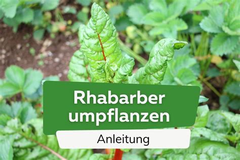 Rhabarber Umpflanzen Wann Und Wie Sie Ihn Umsetzen Anleitung