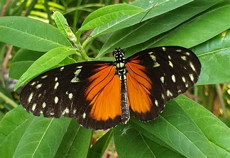 Tiger Longwing Heliconius Hecale Zoochat