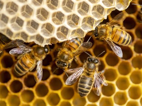 bees  beekeeping louisiana department  agriculture  forestry