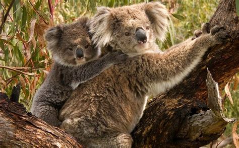 koala facts  koalas   koalas eat   koalas
