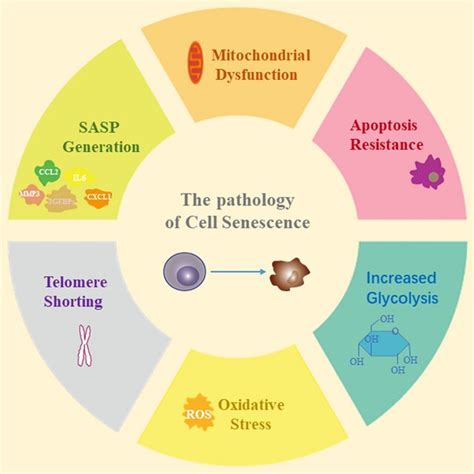 The Pathology Of Cell Senescence Cellular Senescence Involves Many