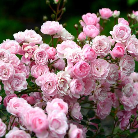 Large Standard Rose Tree Pink Fairy Weeping Rose Tree