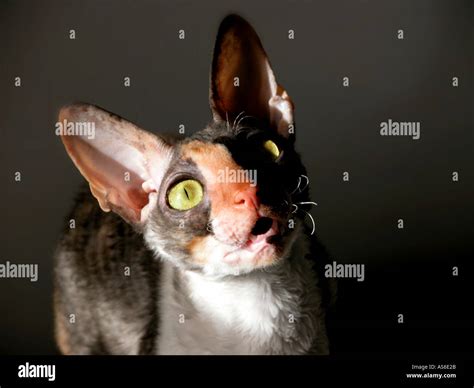 Cornish Rex Breed Of Cat For Show Calico Young Female Stock Photo Alamy