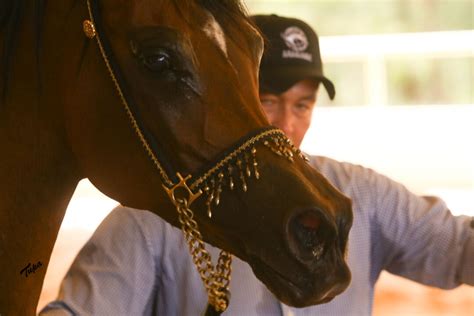 Jaguariúna Sp Receberá Exposição Do Cavalo Árabe Nos Dias 07 E 08 De