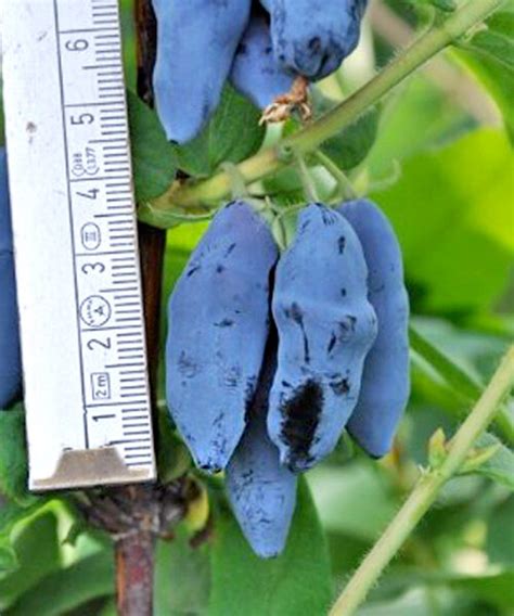 Купить ЖИМОЛОСТЬ СЪЕДОБНАЯ ДОЧЬ ВЕЛИКАНА - Садовый центр «Любимый сад»