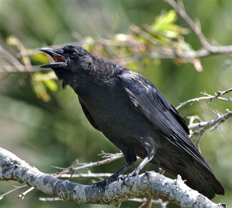 Experts' Secret Fears About The Lyra Crow Leak: Are We Prepared? Image 14