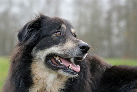 Teaching an Old Dog New Tricks – What I Learned Recently – Essential ...