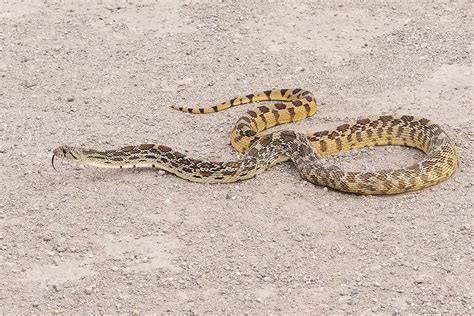 Gopher Snake