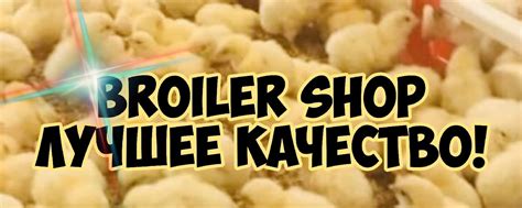 Broiler Shop Official | Продажа бройлеров 2025 | ВКонтакте
