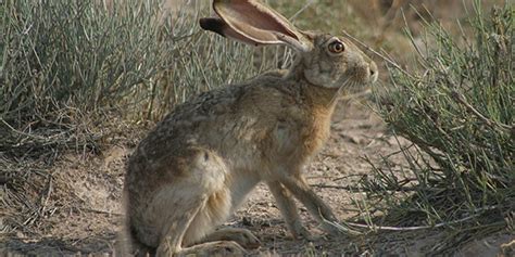 black tailed jackrabbit white sands national park  national park