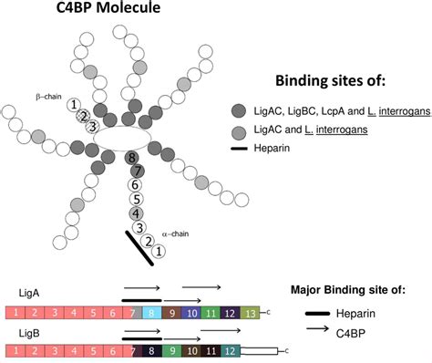 Summary Of Protein Protein And Heparin Protein Binding Sites Identified