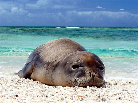 Ilio Holo I Ka Uaua The Hawaiian Monk Seal