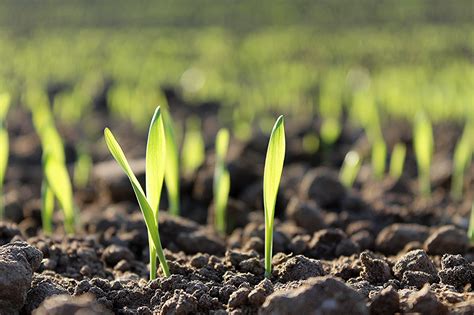 Питомник декоративных растений семьи Французёнков · Кветки Горки