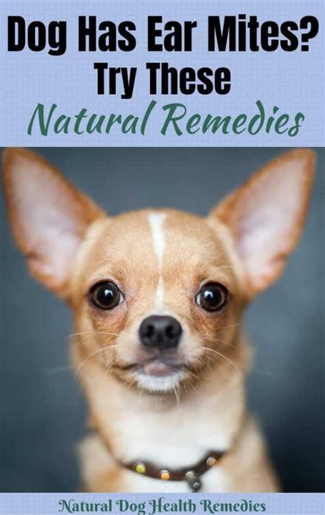dog ear mites symptoms treatment home remedies