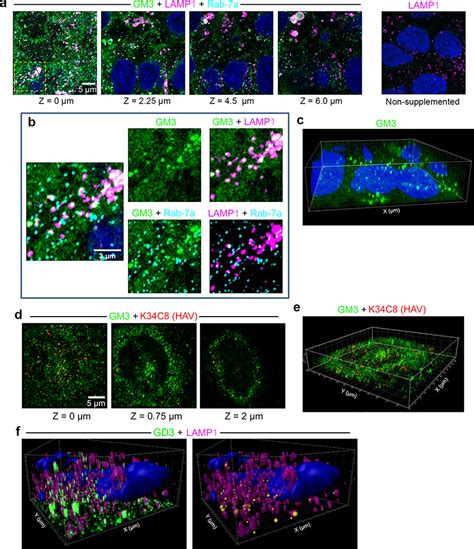 Gangliosides Are Essential Endosomal Receptors For Quasi Enveloped And Naked Hepatitis A Virus PMC