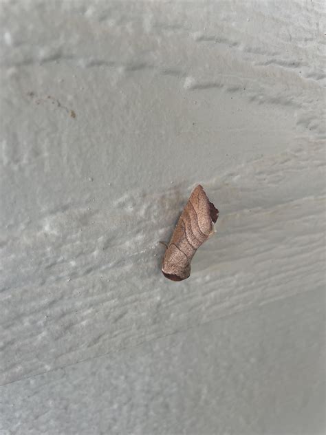 Three Different Fancy Moth Bois In Nags Head Nc Rwhatsthisbug