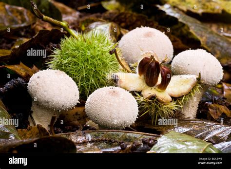 Common Puffball Fungi Hi Res Stock Photography And Images Alamy