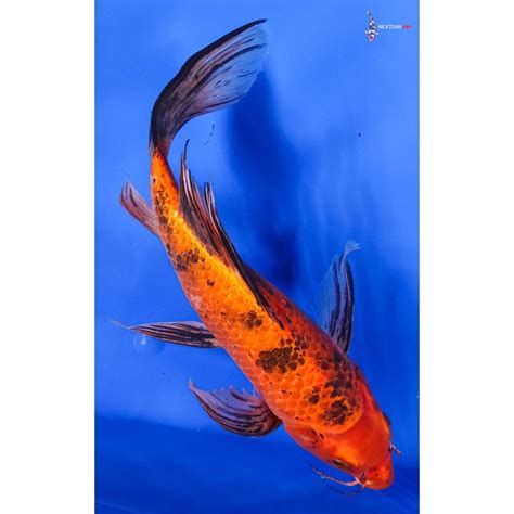 12” Aka Bekko Butterfly Koi Koi Fish For Sale